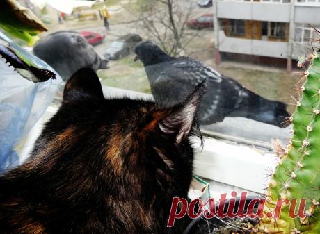#на_окне  #кошки