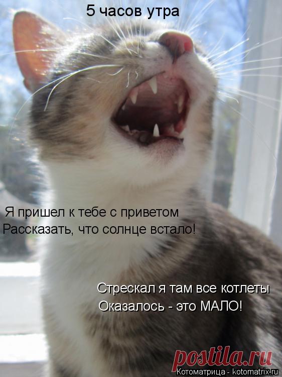 Кошкоматрицы для хорошего настроения