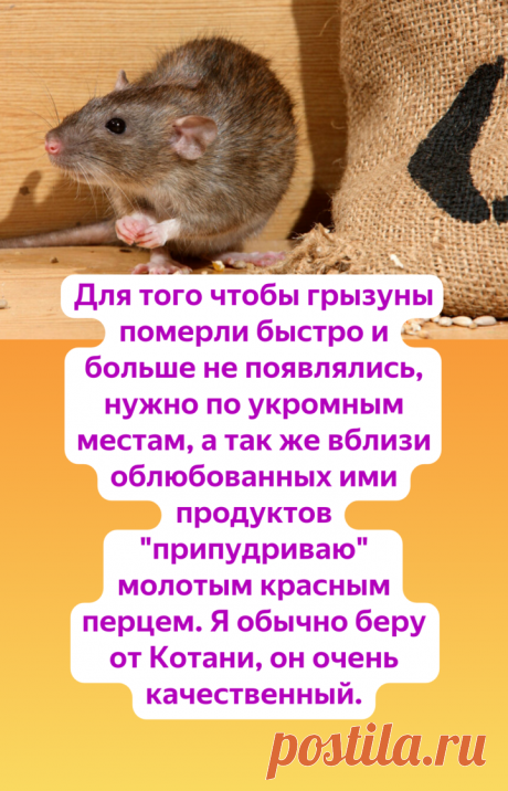 Как избавиться от мышей на даче исключительно гуманными способами. | Огород и Дача - Большая Удача | Яндекс Дзен