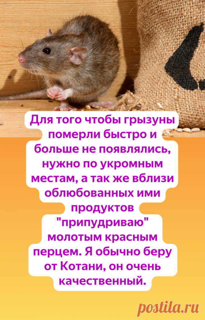 Как избавиться от мышей на даче исключительно гуманными способами. | Огород и Дача - Большая Удача | Яндекс Дзен