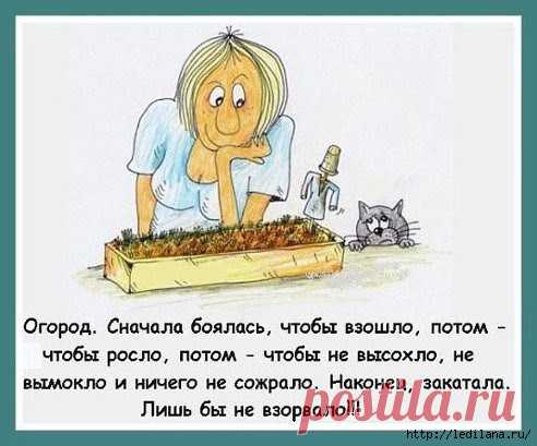 Полезные советы для садоводов и огородников