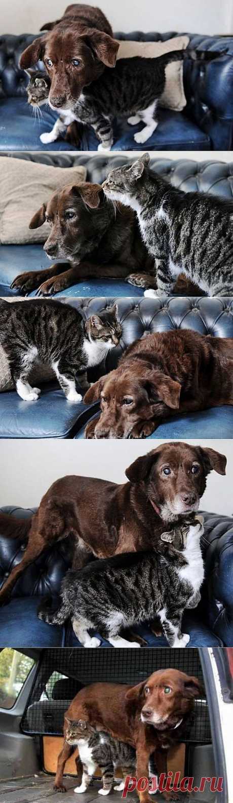 Кошка поводырь для собаки / Питомцы