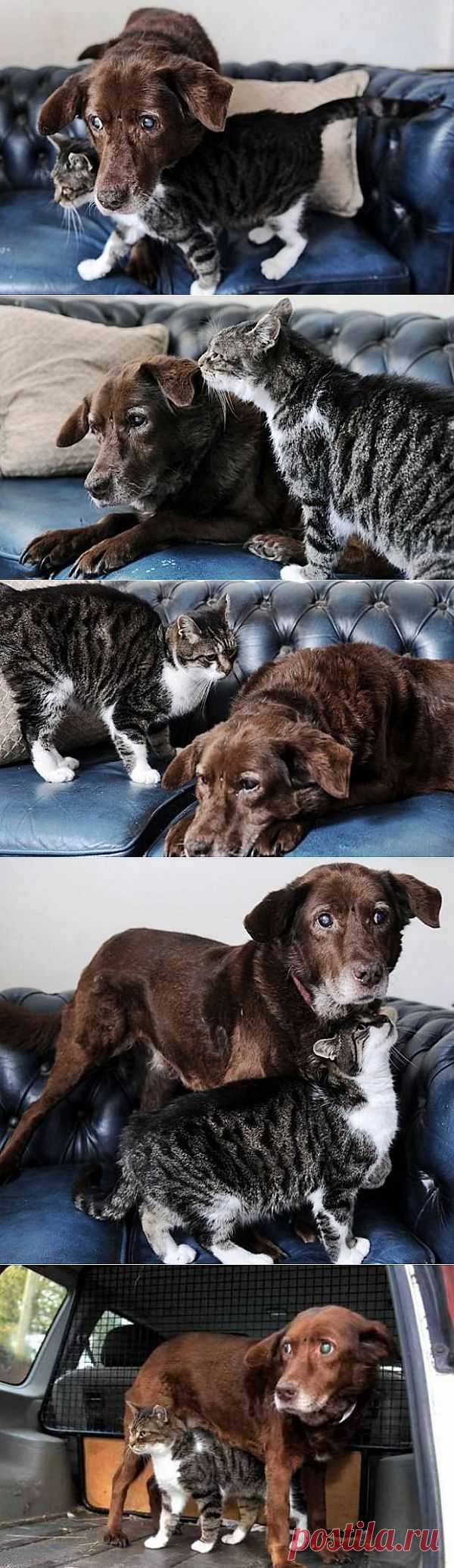 Кошка поводырь для собаки / Питомцы