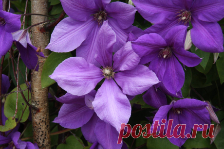 (6) Roses and Clematis lovers