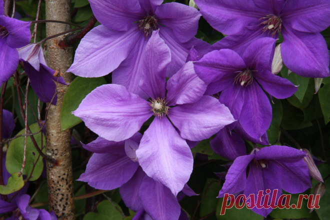 (6) Roses and Clematis lovers