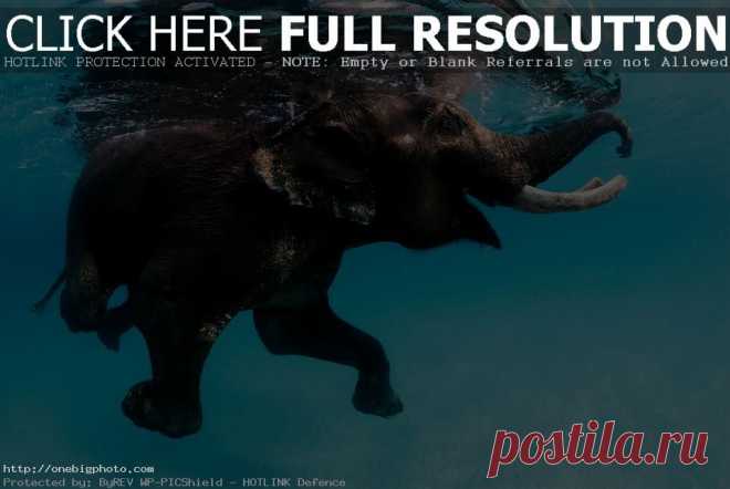 swimming elephant, andaman islands photo