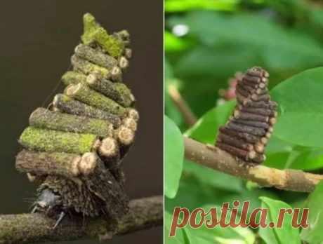 A Bagworm Moth serra e coleciona paus para construir casas pequenas para viver.