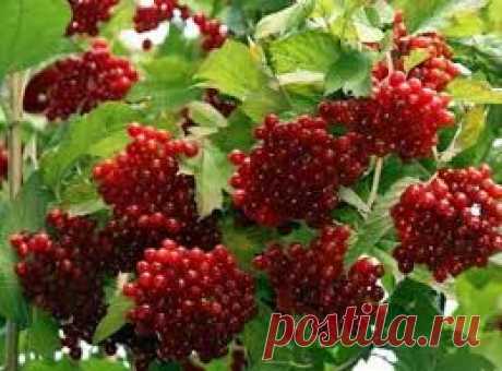 ЛИКЕР ИЗ КАЛИНЫ