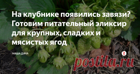 На клубнике появились завязи? Готовим питательный эликсир для крупных, сладких и мясистых ягод Ягоды уже наливаются: кустики хорошо цветут и показали первые завязи. Сейчас – отличный момент для того, чтобы ускорить созревания вашего урожая и улучшить качество ягод. Даже если погода подведет и солнца будет мало, плоды у клубники вырастут сладкими, крупными и мясистыми – в самый раз на варенье или так, полакомиться.
Но, тем не менее, ягоды уже наливаются: