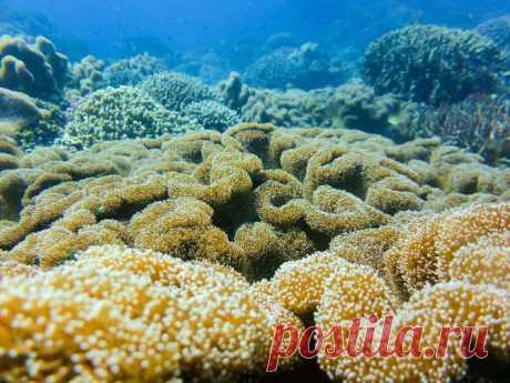 Прекрасные и удивительные коралловые рифы / Туристический спутник