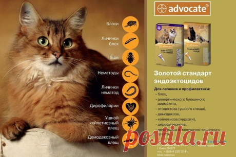 Саркоптоз у кошек и котов: симптомы и лечение | фото