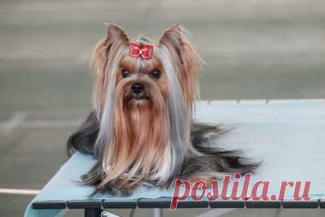 Киргизия. В ожидании ринга