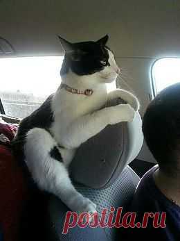 Без кота и жизнь не та