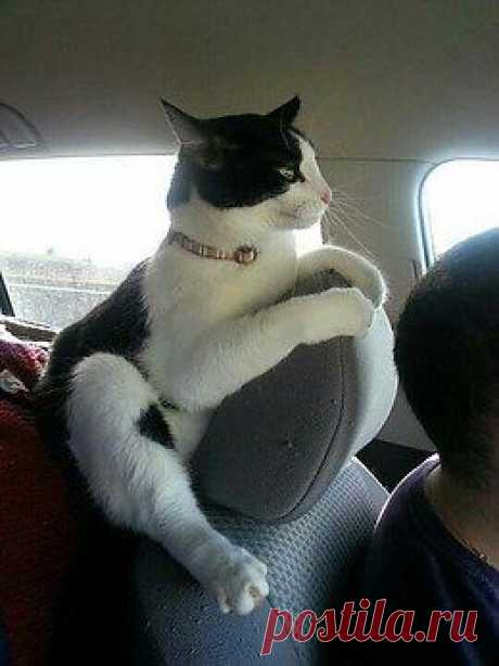 Без кота и жизнь не та