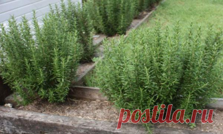 Выращивание розмарина в открытом грунте, правила ухода