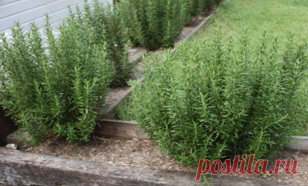 Выращивание розмарина в открытом грунте, правила ухода