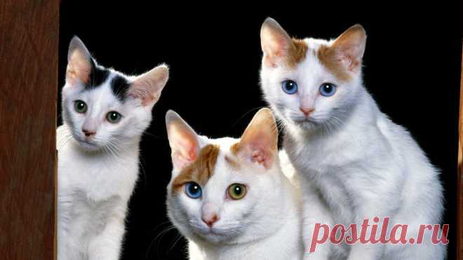 Коты.