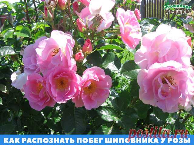 4 отличия, которые позволят отличить саженцы розы от шиповника