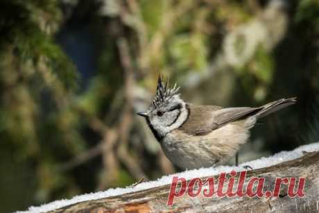 Автор: Анатолий Толмачёв

Хохлатая синица