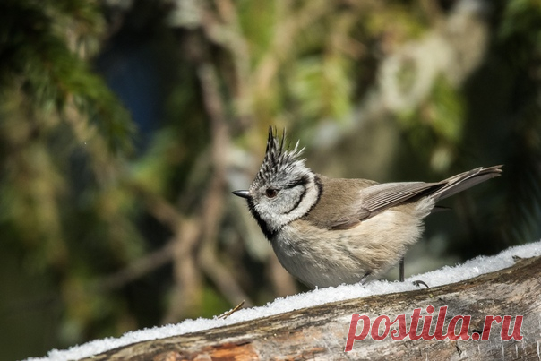 Автор: Анатолий Толмачёв

Хохлатая синица