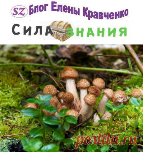 Когда собирать осенние опята и где они растут?