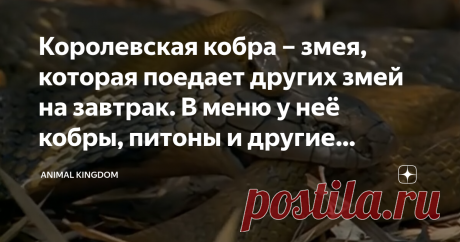 Королевская кобра – змея, которая поедает других змей на завтрак. В меню у неё кобры, питоны и другие рептилии Королевские кобры на то и королевские, что им по статусу положено наводить ужас на других, не таких величественных, змей. Репутация, нажитая веками успешной охоты, работает на этих хищников, отпугивая от них любопытных людей и предупреждая об опасности других существ.
Есть, правда, мангусты, которые то ли не в курсе, что королевских кобр надо бояться, то ли просто...