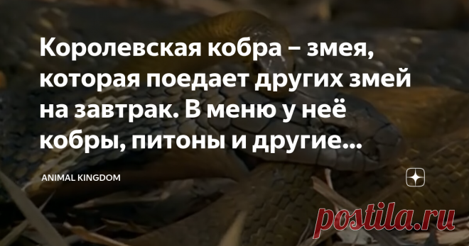 Королевская кобра – змея, которая поедает других змей на завтрак. В меню у неё кобры, питоны и другие рептилии Королевские кобры на то и королевские, что им по статусу положено наводить ужас на других, не таких величественных, змей. Репутация, нажитая веками успешной охоты, работает на этих хищников, отпугивая от них любопытных людей и предупреждая об опасности других существ.
Есть, правда, мангусты, которые то ли не в курсе, что королевских кобр надо бояться, то ли просто...