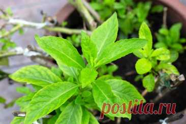 «Лекарство от 100 болезней»: выращиваем джинуру прокумбенс — Ботаничка