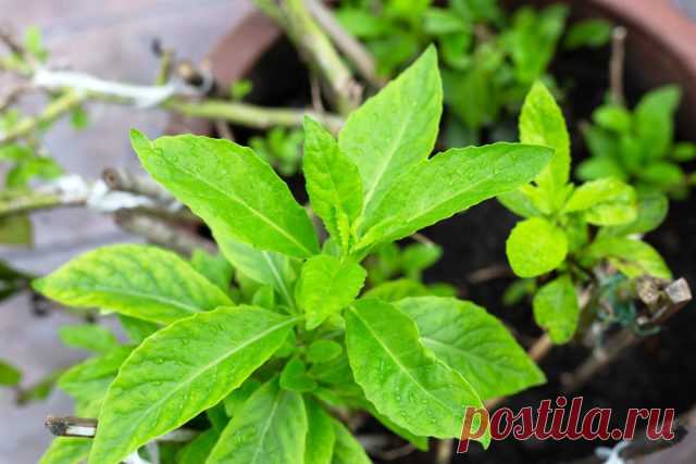 «Лекарство от 100 болезней»: выращиваем джинуру прокумбенс — Ботаничка