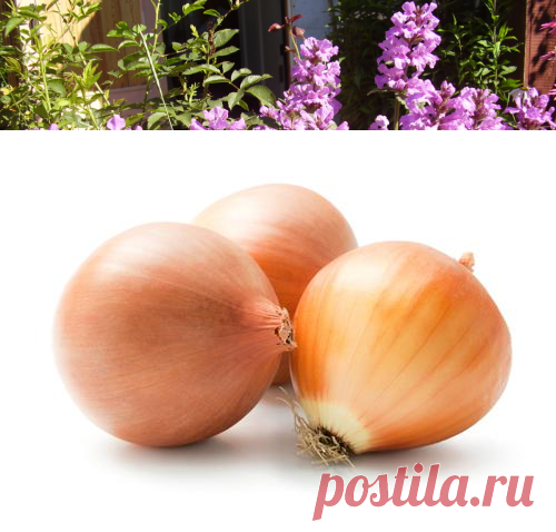Как вырастить репчатый лук | sadok33.ru
