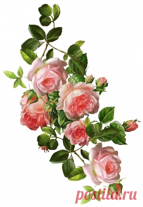 ca94316eeb32535e74bd7c79c5ee43cc.png (550×794)