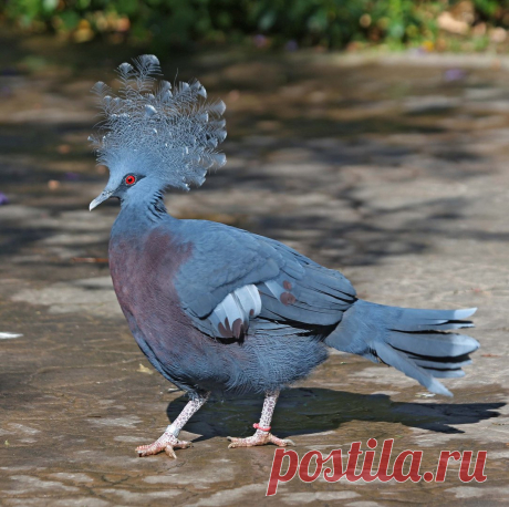 Сем. Голубиные (Columbidae)
Веероносный венценосный голубь (Goura victoria)