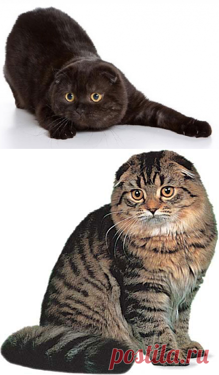 Порода кошек шотландская вислоухая – скотиш-фолдКошкин сайт