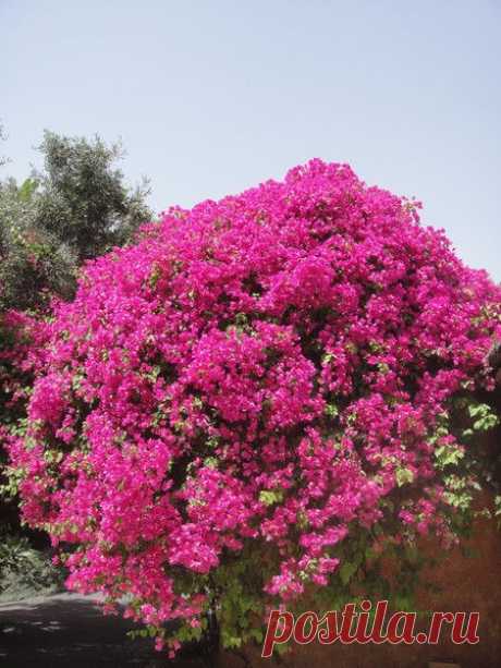 Цветы | Фотографии сергей ефременко | 9668 фото