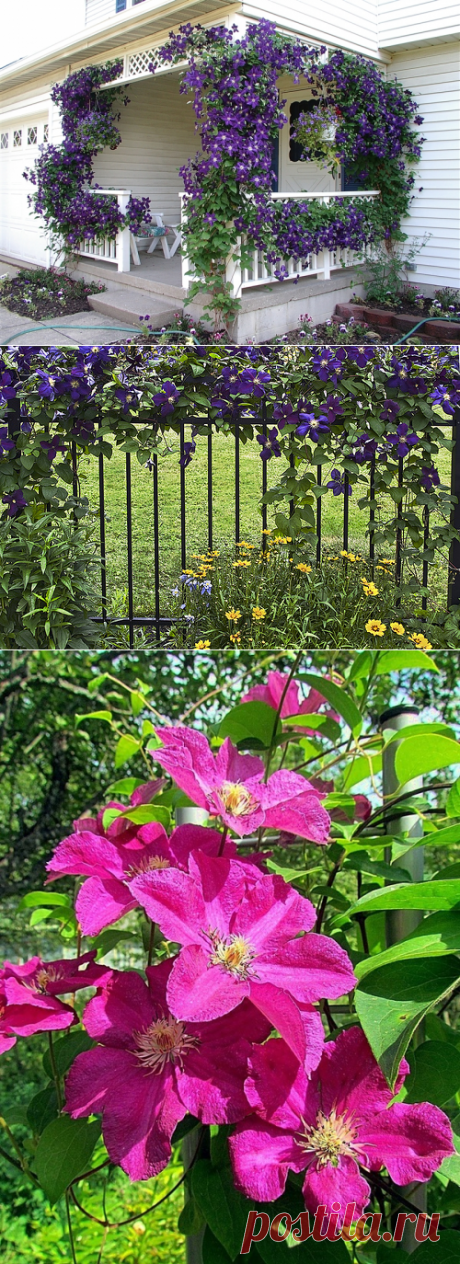 КЛЕМАТИС - КРАСИВАЯ ЛИАНА