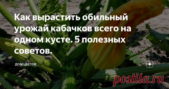 Как вырастить обильный урожай кабачков всего на одном кусте. 5 полезных советов. Всем обычно по карману.     Лучше не скажешь. Правда, в третьей строке можно и даже нужно заменить слово купить на слово растить. Стихи нашлись случайно и натолкнули на мысль – поделиться с вами секретами выращивания этого огородного чуда. Как же вырастить две-три дюжины этого овоща на одном кусте?     Вы не поверите – нет ничего проще! Настоящим огородникам известны несколько небольших хитрос...