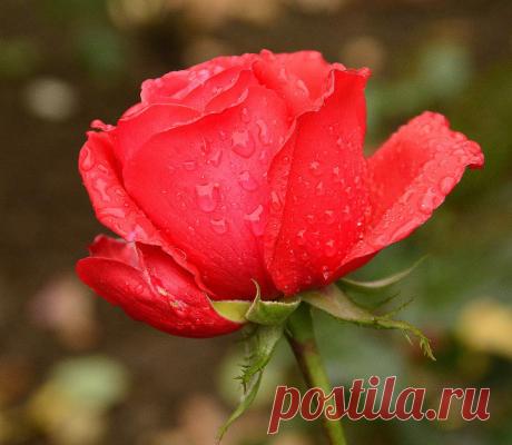 Голосование Мисс/Мистер