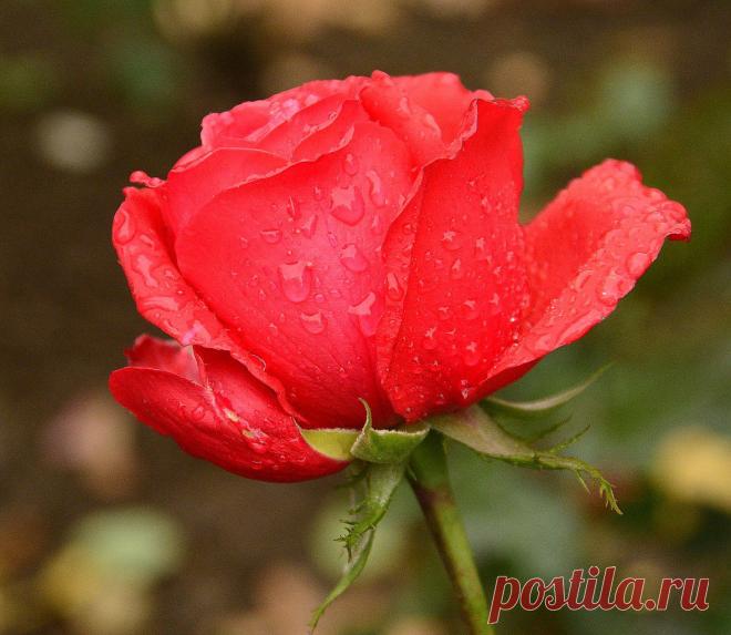 Голосование Мисс/Мистер