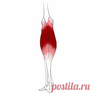 Икроножная мышца. Самомассаж