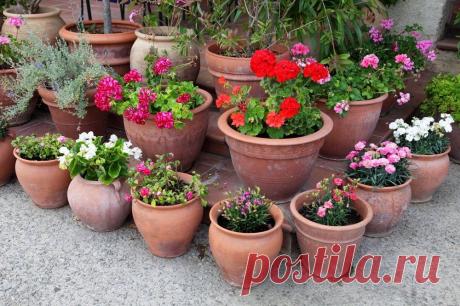 Цветы для вазонов на даче: какие цветы лучше посадить в вазонах? Виды цветов для выращивания в вазонах. Примеры фокусных, фоновых и ниспадающих растений. Уход и защита от вредителей. Какие цветы лучше подходят для уличных вазонов?