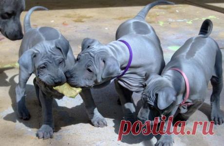 10 самых редких пород собак в мире: список дорогих в 2019 году