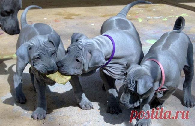 10 самых редких пород собак в мире: список дорогих в 2019 году