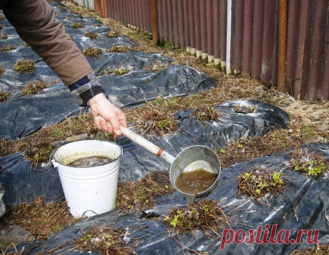 Для чего нужен навоз и как правильно применять его на даче | Удобрения и стимуляторы (Огород.ru)