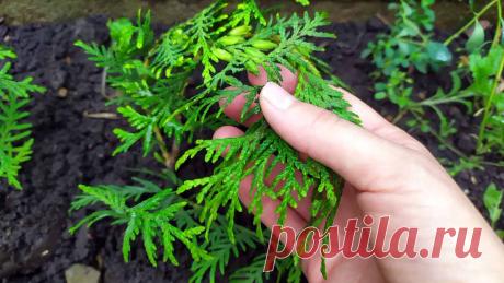 Как размножить тую черенками летом, весной и осенью – пошаговое руководство