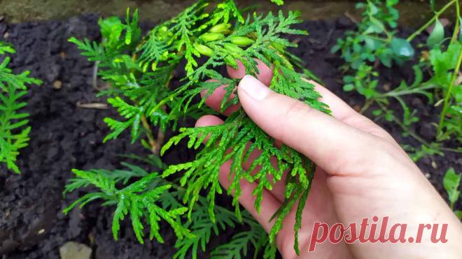 Как размножить тую черенками летом, весной и осенью – пошаговое руководство