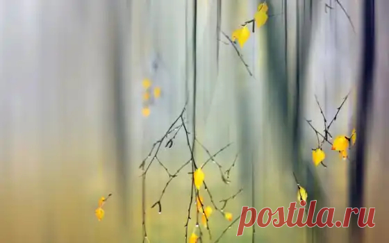 Макро - скачать и установить обои и картинки на рабочий стол. 10-я страница раздела