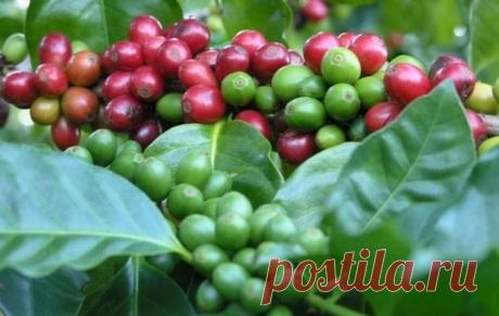 Выращивание кофейного деревца в домашних условиях |