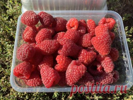 Малина ремонтантная Малиновая гряда: продажа, цена в Нижнем Новгороде. семена, саженцы и рассада плодово-ягодных культур от "ООО Питомник "Школьный сад" официальный интернет магазин" - 417194309 Малина ремонтантная Малиновая гряда. Подробная информация о товаре/услуге и поставщике. Цена и условия поставки