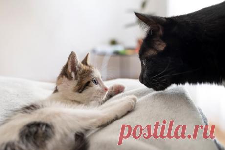 Чем кормить кормящую кошку? Полезные советы.
Ваша кошка только что родила, и ей пора начинать выкармливать котят. Помните, что кормящая кошка нуждается в большем количестве питательных веществ, чем беременная.
Изображение от Freepik