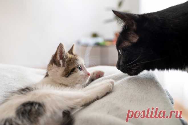 Чем кормить кормящую кошку? Полезные советы.
Ваша кошка только что родила, и ей пора начинать выкармливать котят. Помните, что кормящая кошка нуждается в большем количестве питательных веществ, чем беременная.
Изображение от Freepik